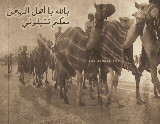 شعر في وصف الهجن