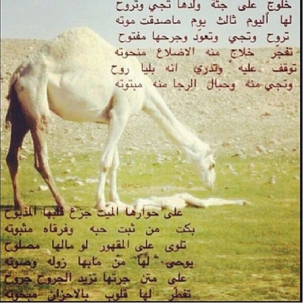 شعر وصف الابل