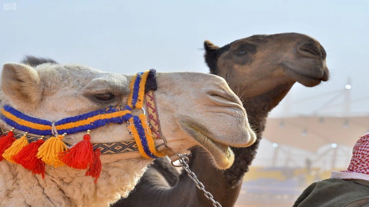 صورة شعر وصف الابل