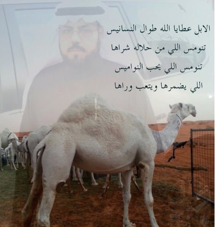 شعر وصف الابل