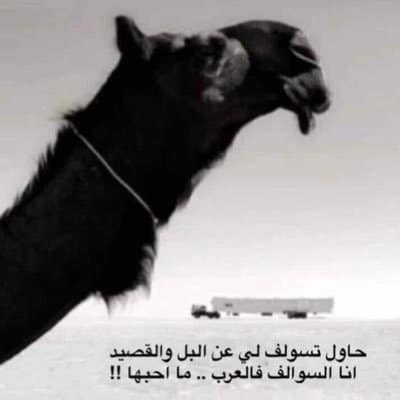 شعر وصف الابل