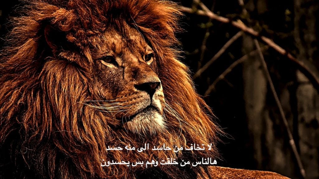 شعر وصف الاسد
