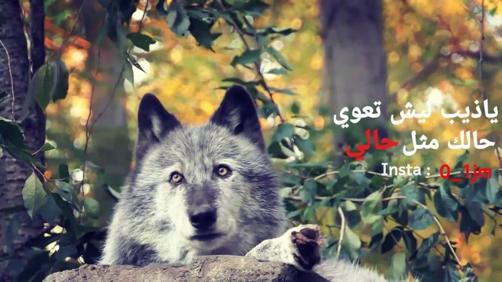شعر وصف الذئب