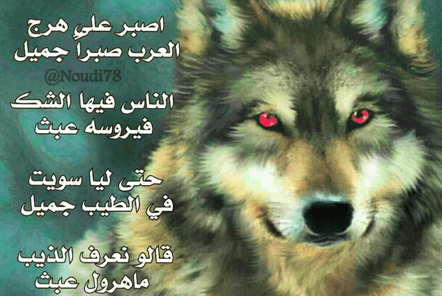 شعر وصف الذئب