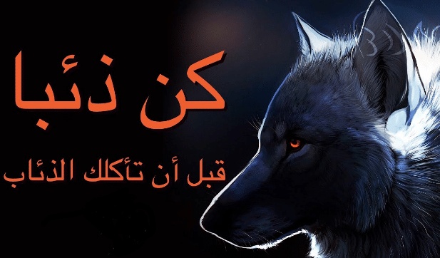 شعر وصف الذئب