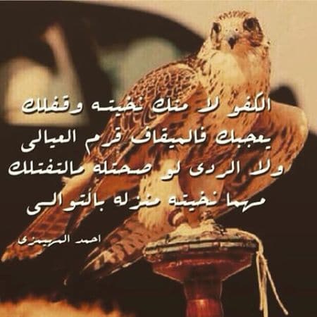شعر وصف الذيب