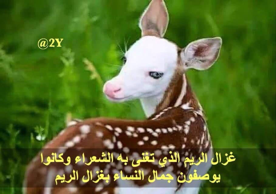 شعر وصف الظبي