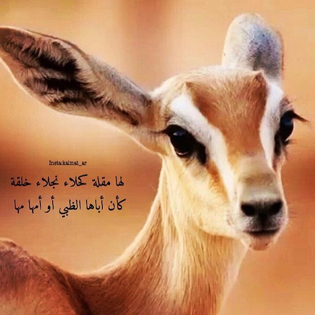 شعر وصف الظبي