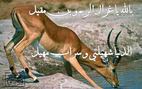 شعر وصف الظبي