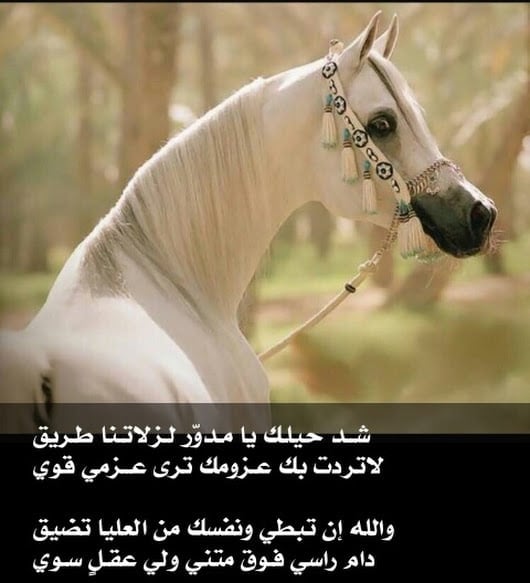 شعر وصف الفرس
