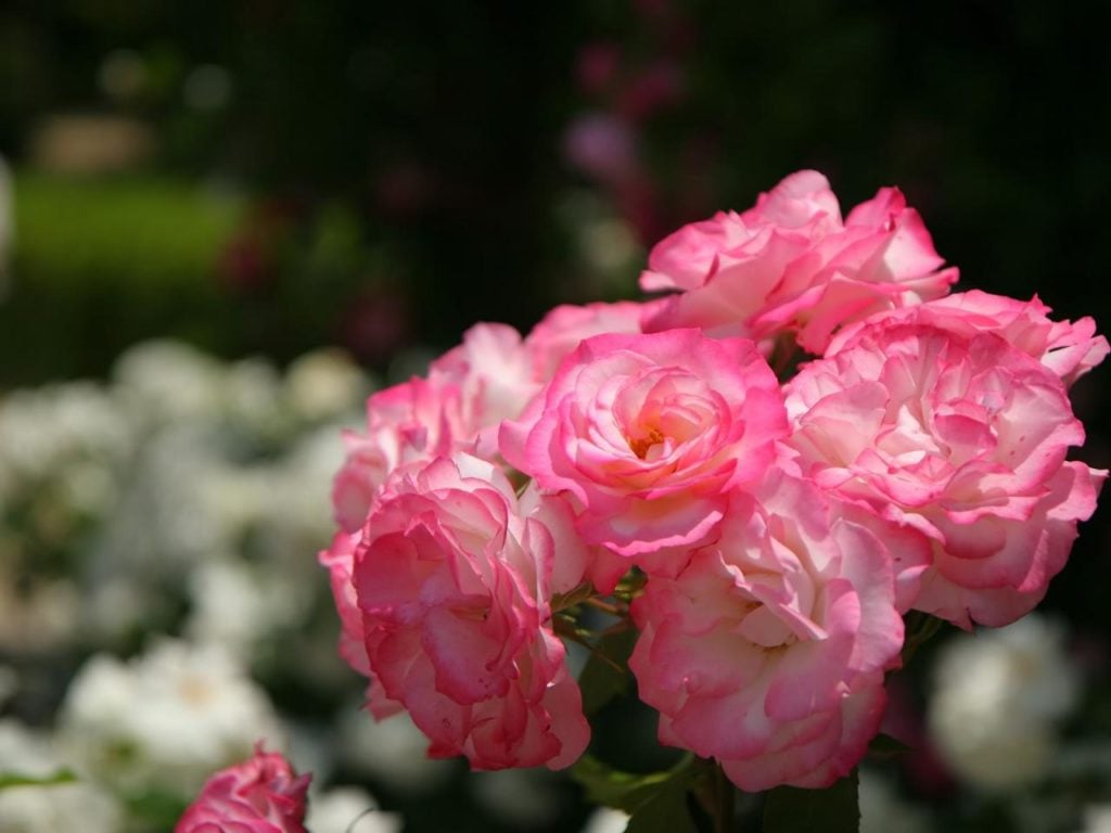 شكرا لقبول الصداقة فيس بوك