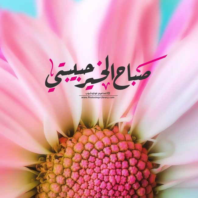 صباح الورد حبيبي