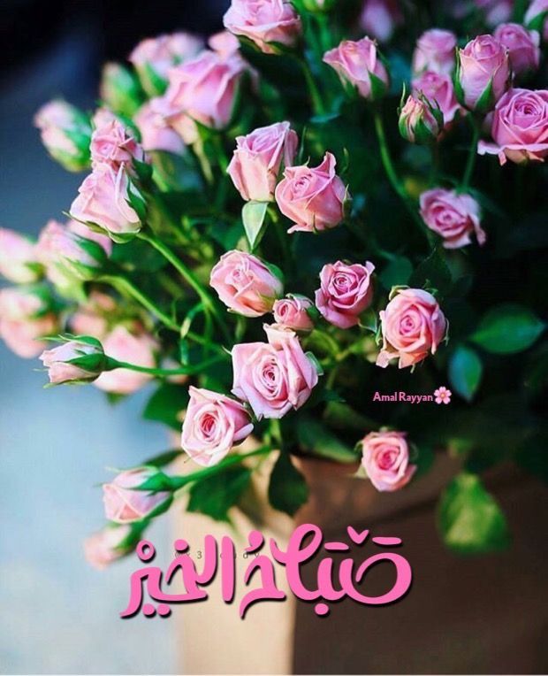 صباح الورد حبيبي