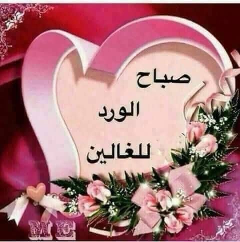 صباح الورد للغاليين
