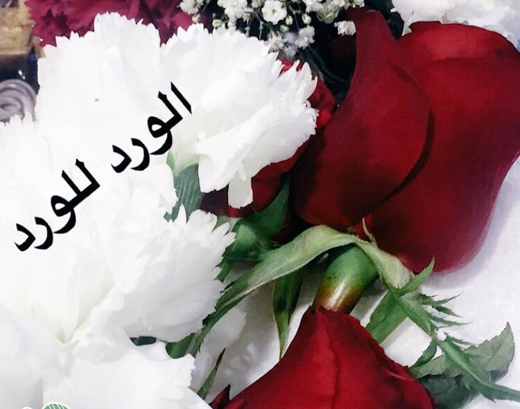 صباح الورد للغاليين