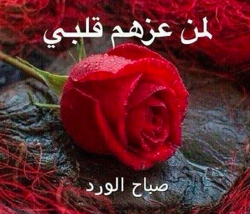 صباح الورد للورد