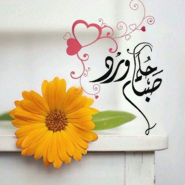 صباح الورد والياسمين صباح يسعد ويفرح الغالين