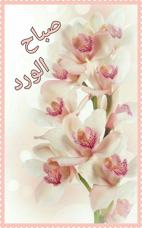 صباح الورود