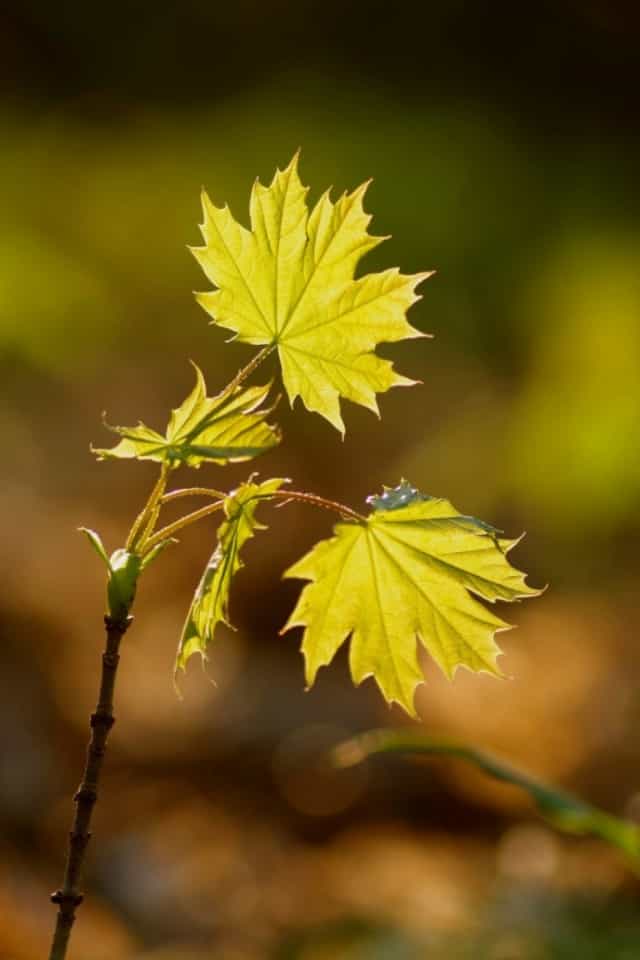 صور 2020