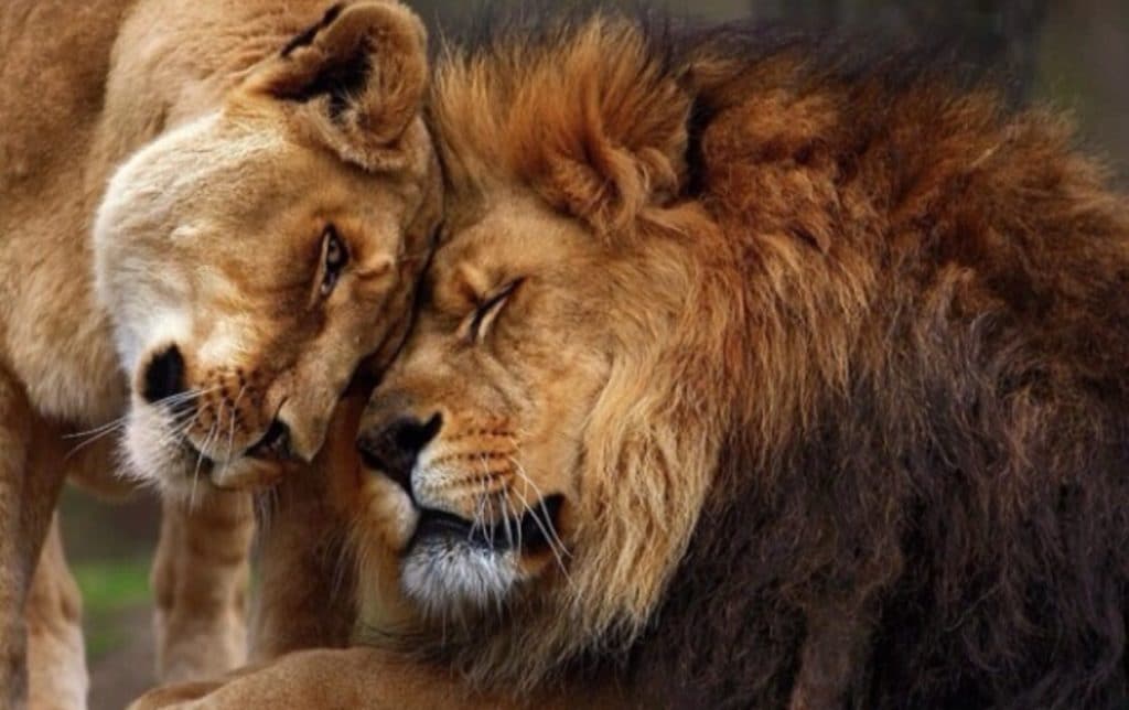 صور اسد : اجمل الصور للاسود والنمور، اسد ثري دي، خلفيات اسود 