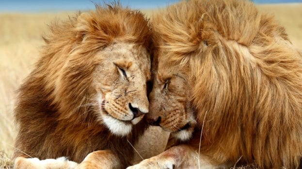 صور اسد : اجمل الصور للاسود والنمور، اسد ثري دي، خلفيات اسود 