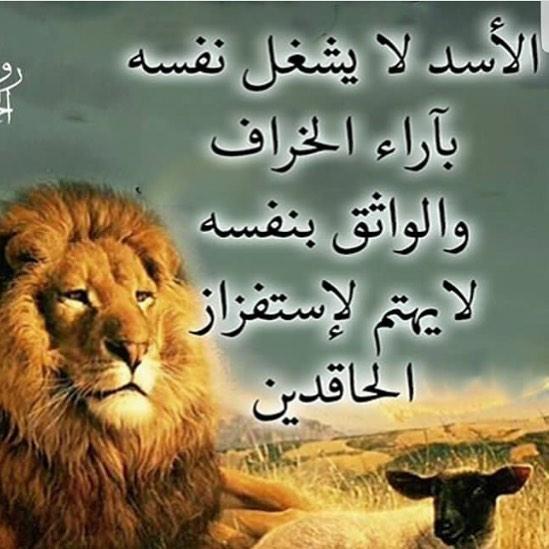 صور اسد : اجمل الصور للاسود والنمور، اسد ثري دي، خلفيات اسود 