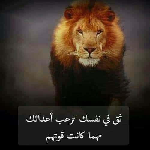 صور اسد : اجمل الصور للاسود والنمور، اسد ثري دي، خلفيات اسود 