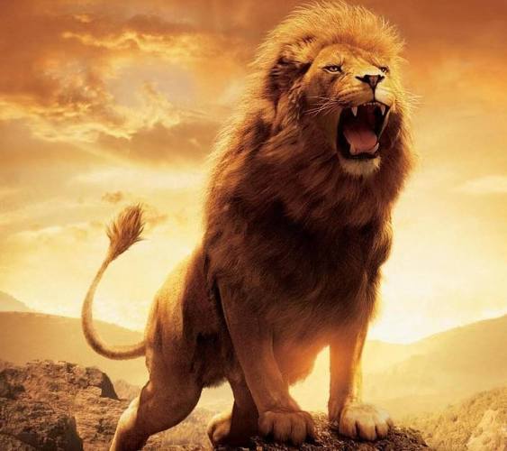 صور اسد : اجمل الصور للاسود والنمور، اسد ثري دي، خلفيات اسود 