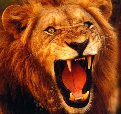 صور اسد : اجمل الصور للاسود والنمور، اسد ثري دي، خلفيات اسود 