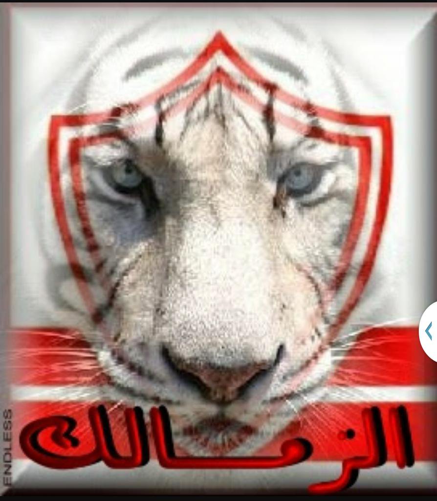 صور الزمالك