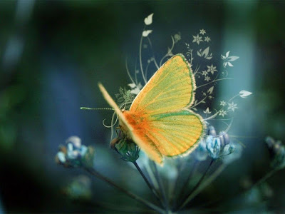 صور الشاشة