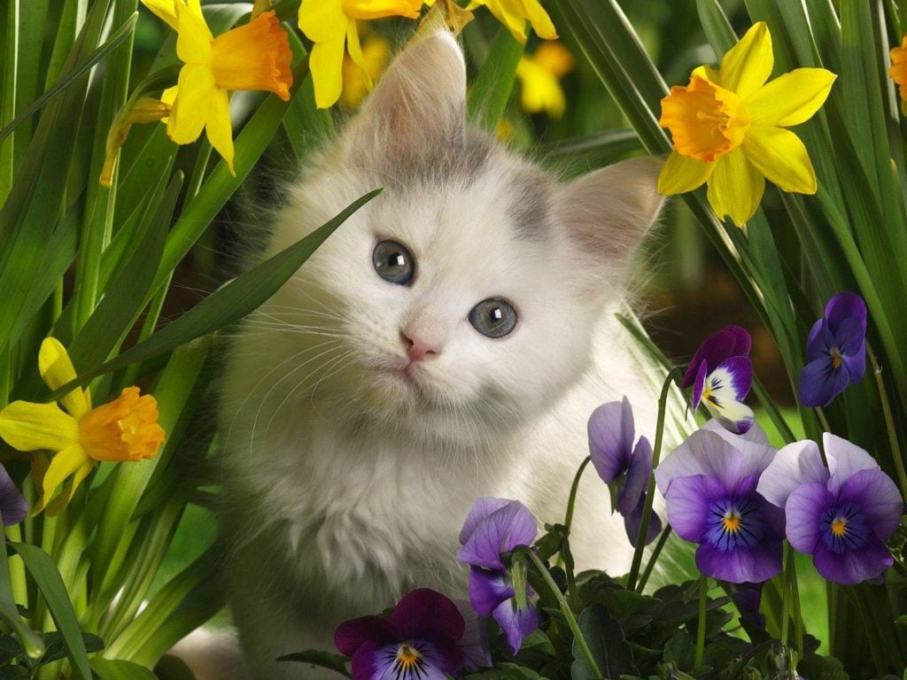 صور خلفيات