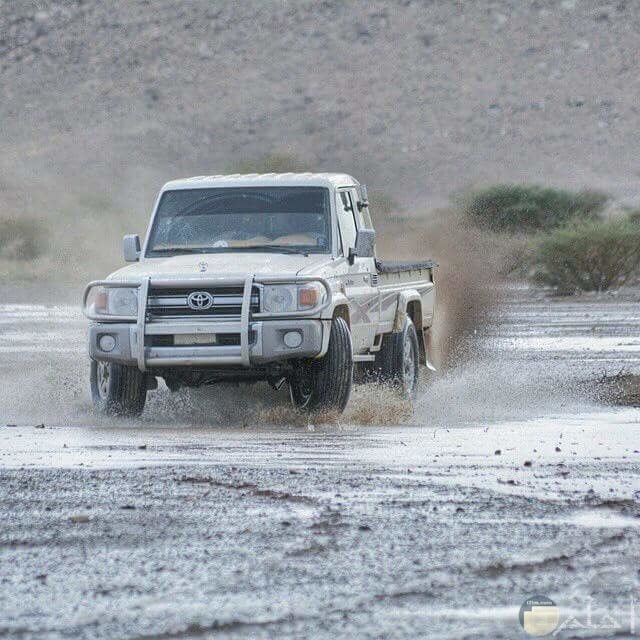 صور شاص