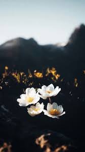 صور فخمه