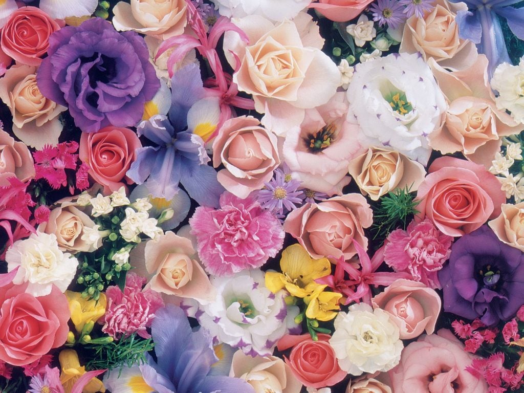صور للورود