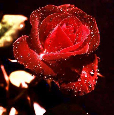 صور للورود