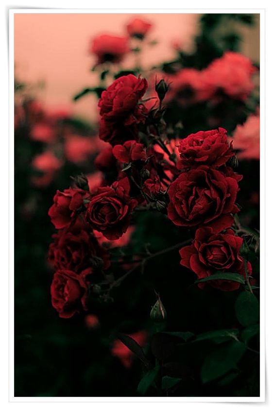 صور للورود