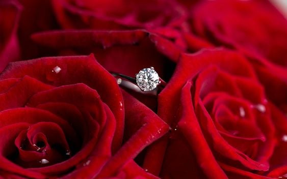 صور للورود