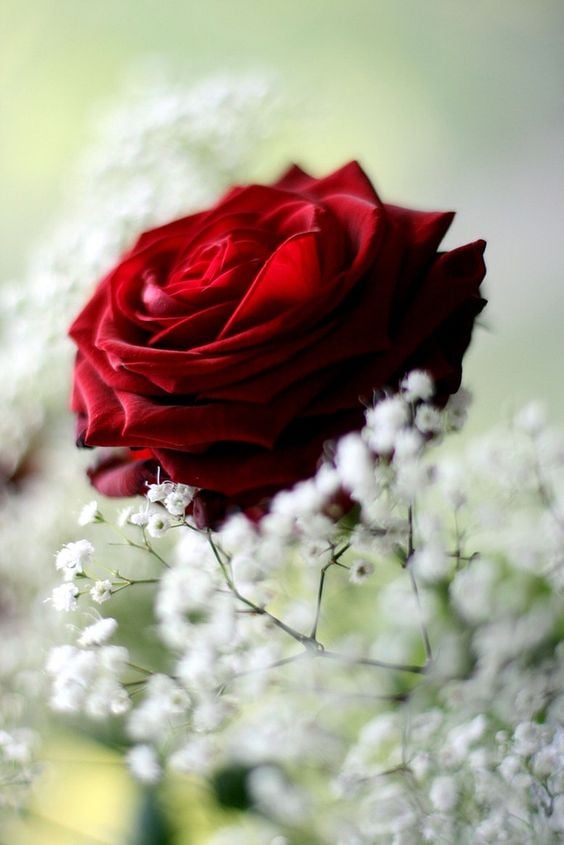 صور للورود