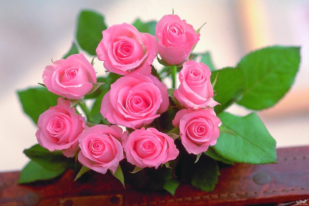 صور للورود