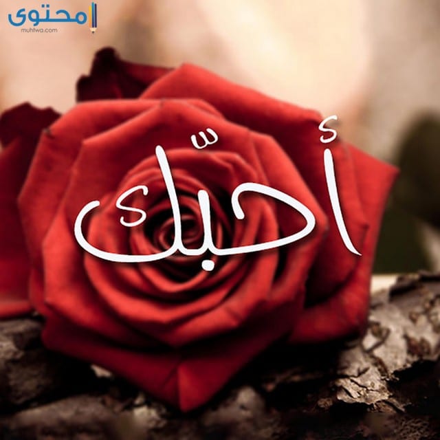 صور للورود