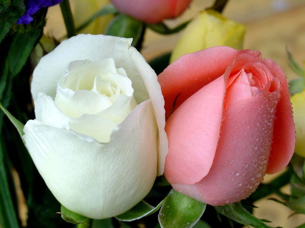 صور للورود