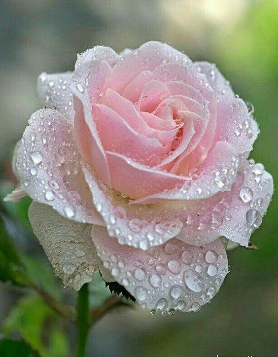صور للورود