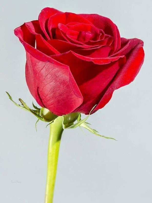 صور للورود