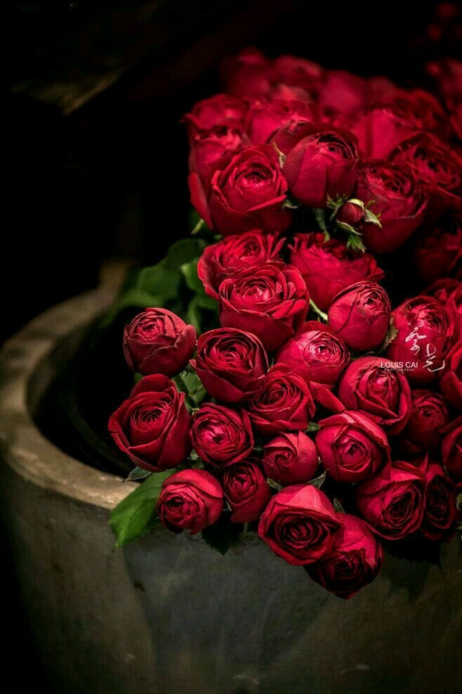 صور للورود