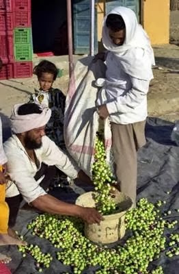 صور لواحه سيوه
