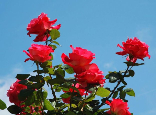 صور ورد طبيعية جميلة جدا