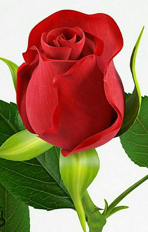 صور ورد طبيعية جميلة جدا