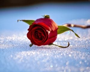 صور ورد طبيعية جميلة جدا