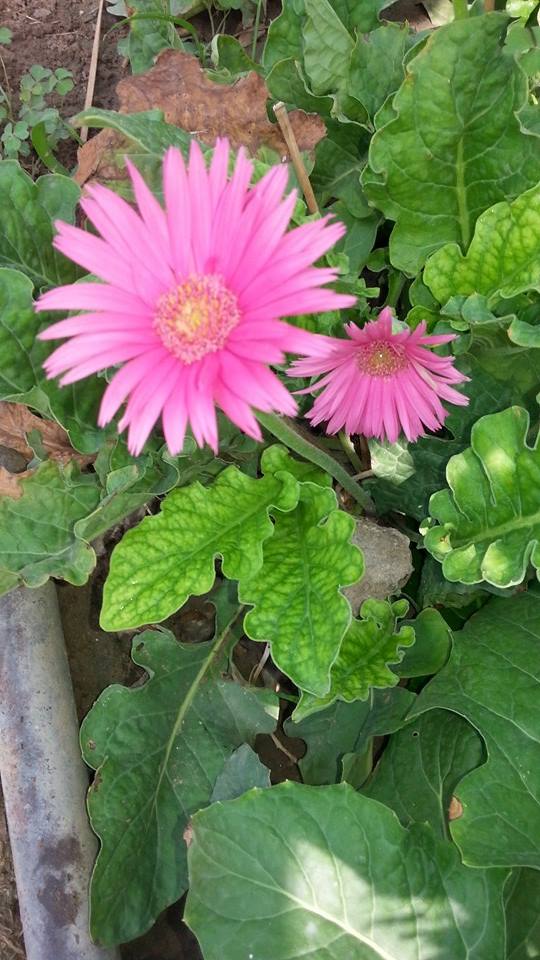 صور ورد طبيعية جميلة جدا